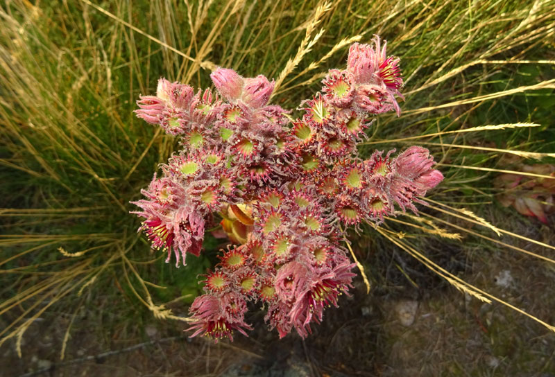 Sempervivum tectorum - Crassulaceae